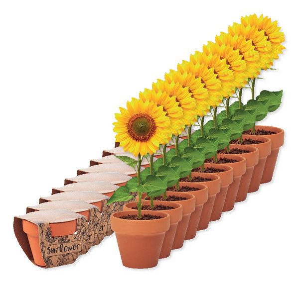 Pack of 10 GiftRetail MO6147 - SUNFLOWER Terracotta pot 'sunflower'